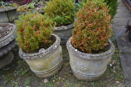 A PAIR OF COMPOSITE CIRCULAR PLANTERS containing a common boxwood plant, diameter 43cm x height