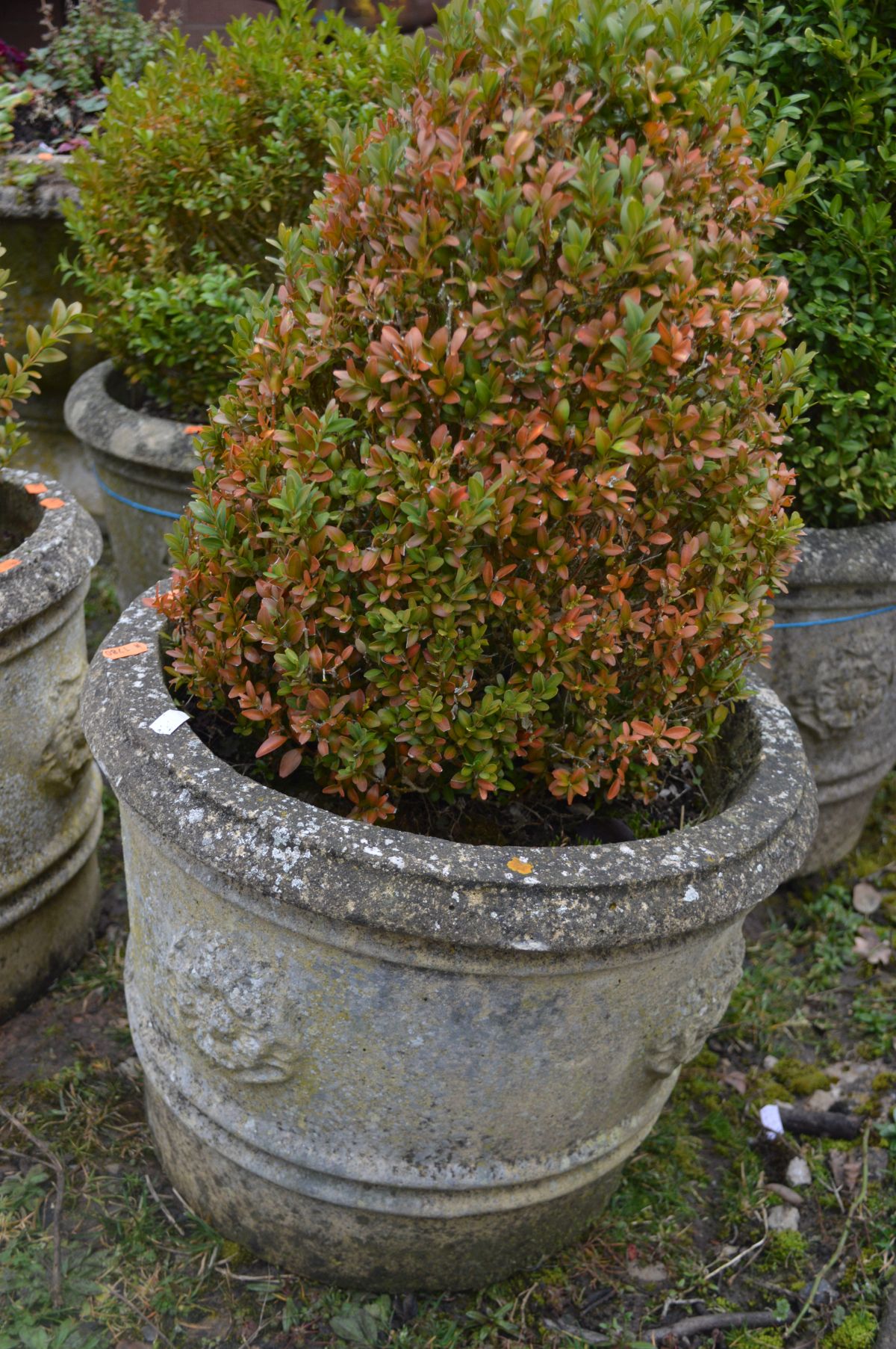 A PAIR OF COMPOSITE CIRCULAR PLANTERS containing a common boxwood plant, diameter 43cm x height - Image 2 of 2