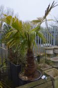 A LARGE CIRCULAR PURPLE GLAZED PLANT POT CONTAINING A TRACHYCAPUS FORTUNEI PALM TREE