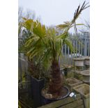 A LARGE CIRCULAR PURPLE GLAZED PLANT POT CONTAINING A TRACHYCAPUS FORTUNEI PALM TREE