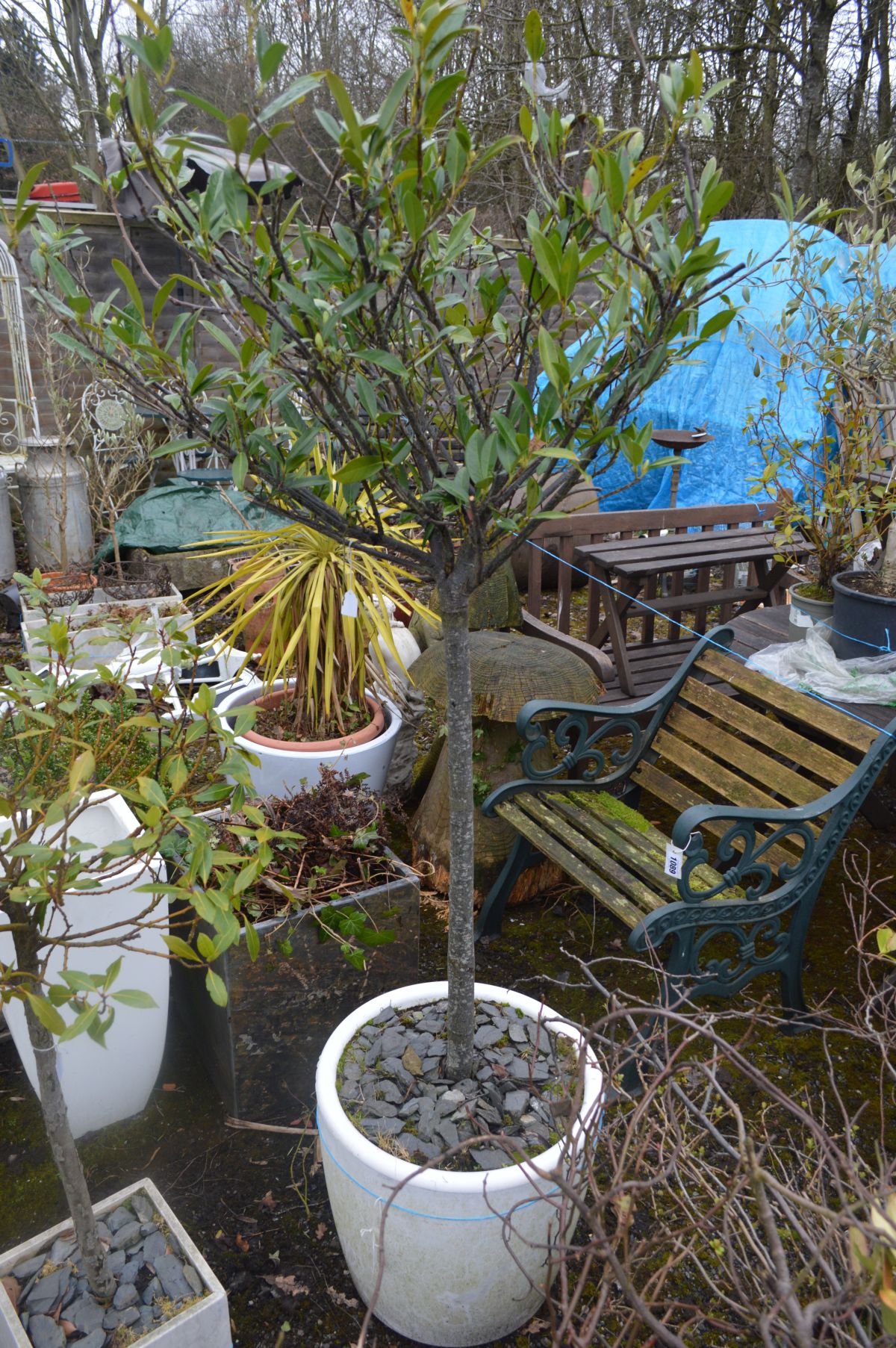 A WHITE FINISH CIRCULAR PLANT POT potentially containing a Cherry Laurel tree, diameter 45cm x