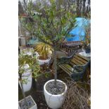 A WHITE FINISH CIRCULAR PLANT POT potentially containing a Cherry Laurel tree, diameter 45cm x