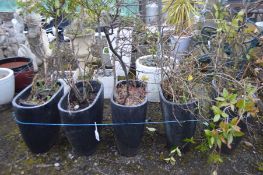 A SET OF FIVE SLATE EFFECT GARDEN PLANT POTS, containing various plants including a Star Jasmine,