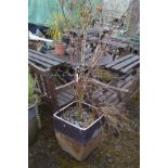 A PURPLE GLAZED SQUARE TAPERED PLANT POT, possibly containing a red osier dogwood plant