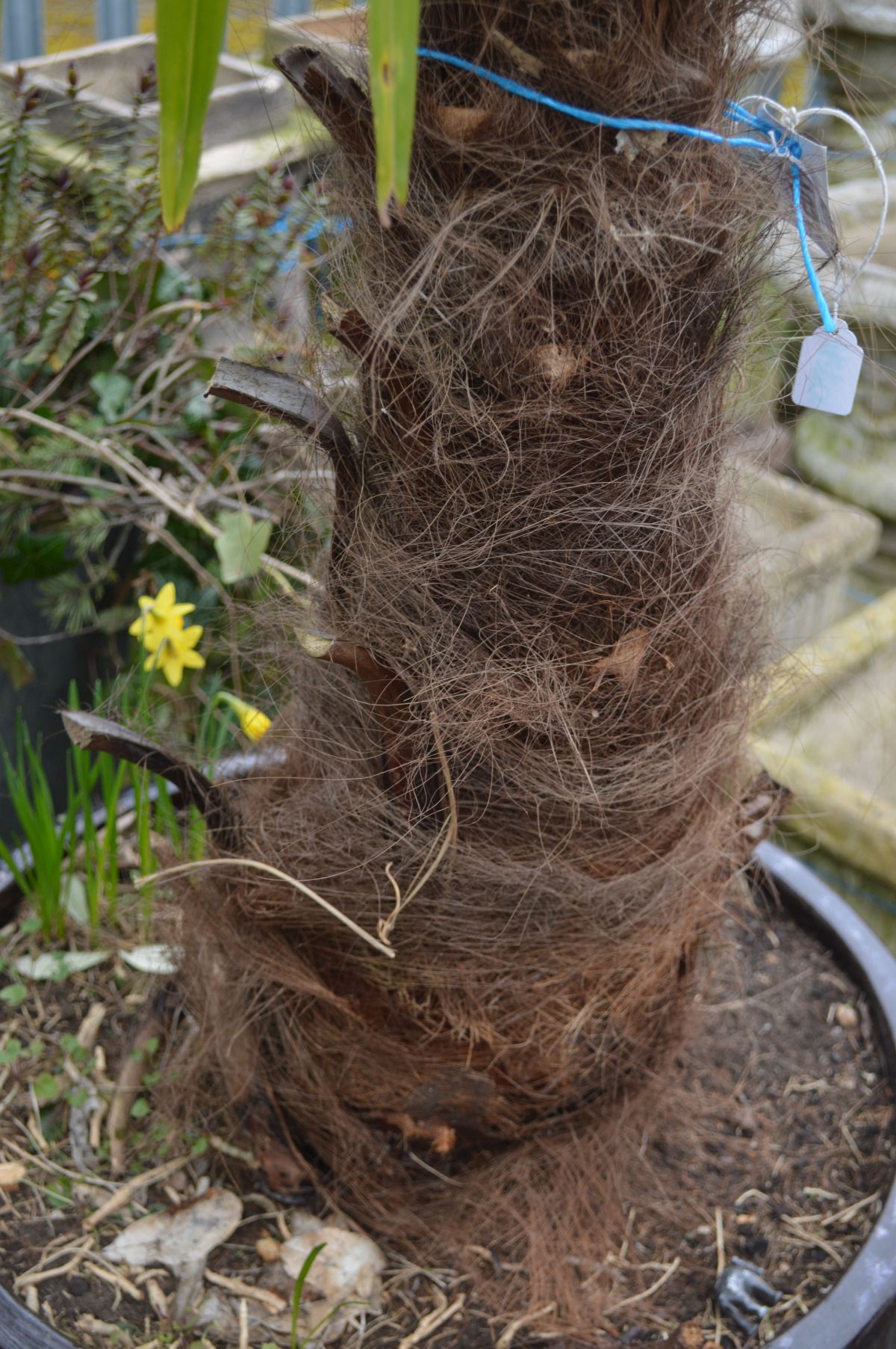 A LARGE CIRCULAR PURPLE GLAZED PLANT POT CONTAINING A TRACHYCAPUS FORTUNEI PALM TREE - Image 4 of 4