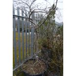 A LARGE PLASTIC POTTED PLANT POSSIBLY CONTAINING A WHITE MULBERRY TREE