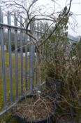 A LARGE PLASTIC POTTED PLANT POSSIBLY CONTAINING A WHITE MULBERRY TREE