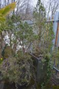 A PAIR OF SQUARE TAPERED COMPOSITE SLATE EFFECT PLANT POTS possibly containing Scott's pine trees,