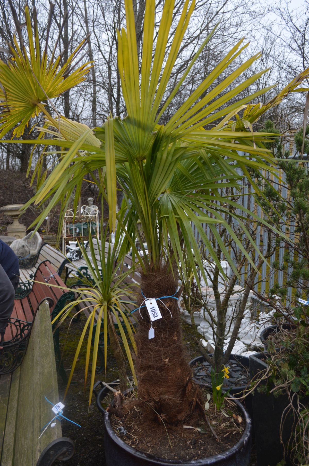 A LARGE CIRCULAR PURPLE GLAZED PLANT POT CONTAINING A TRACHYCAPUS FORTUNEI PALM TREE - Image 2 of 4