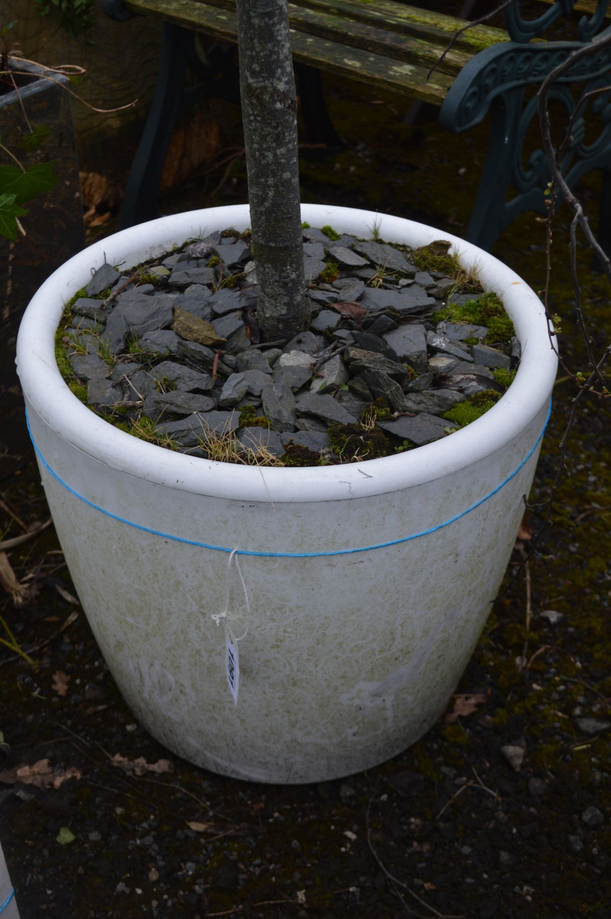 A WHITE FINISH CIRCULAR PLANT POT potentially containing a Cherry Laurel tree, diameter 45cm x - Image 3 of 3