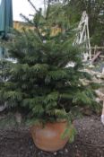 A CIRCULAR TERRACOTTA PLANT POT, containing a spruce tree,