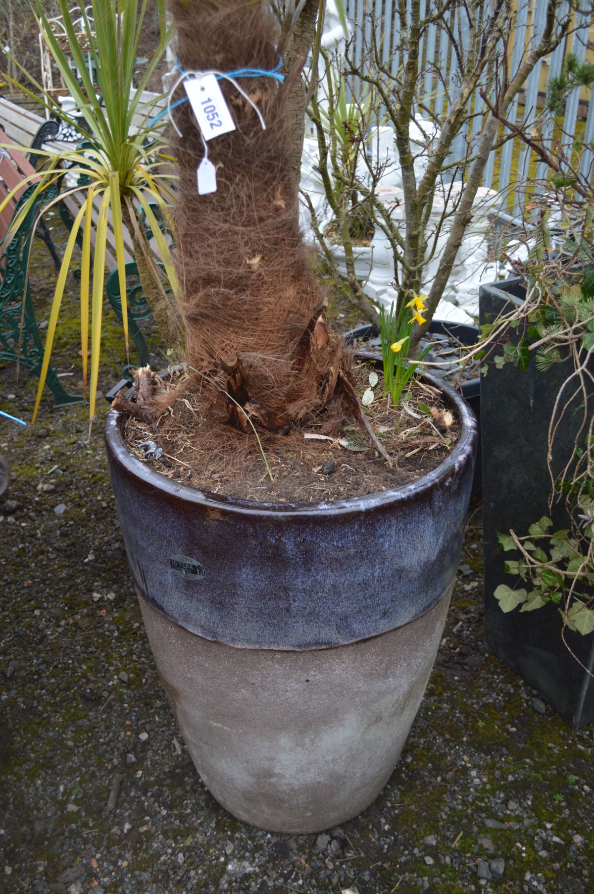 A LARGE CIRCULAR PURPLE GLAZED PLANT POT CONTAINING A TRACHYCAPUS FORTUNEI PALM TREE - Image 3 of 4