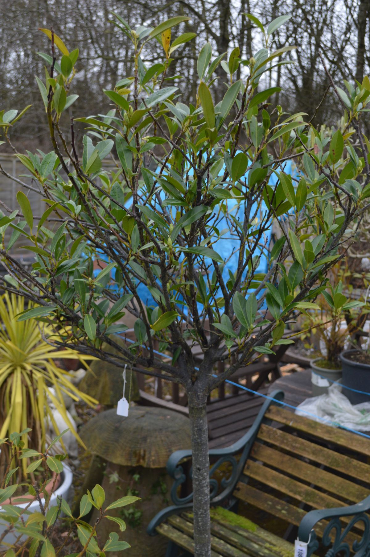 A WHITE FINISH CIRCULAR PLANT POT potentially containing a Cherry Laurel tree, diameter 45cm x - Image 2 of 3