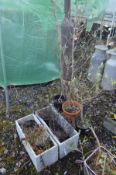 A PAIR OF MARBLE GARDEN PLANTERS, width 61cm x depth 25cm x height 25cm along with two scrolled