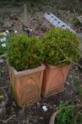 A TALL SQUARE PAIR OF TERRACOTTA PLANTERS, both containing a common boxwood plant (one planter