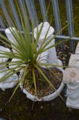 A WHITE PAINTED COMPOSITE GARDEN ITEM of a water pump and trough, containing a cordyline australis