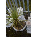 A WHITE PAINTED COMPOSITE GARDEN ITEM of a water pump and trough, containing a cordyline australis