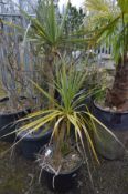 A PLASTIC POTTED PLANT CONTAINING A CORDYLINE