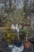 THREE VARIOUS POTTED PLANTS, potentially containing two olive trees and a bay laurel plant