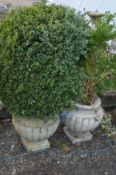 A PAIR OF CAMPANA URNS on square bases, potentially containing a common boxwood plant, overall