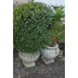 A PAIR OF CAMPANA URNS on square bases, potentially containing a common boxwood plant, overall