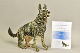 APRIL SHEPHERD (BRITISH CONTEMPORARY) 'RARING TO GO', an artist proof sculpture of an Alsatian dog