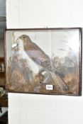 TAXIDERMY, a late Victorian wall hanging display case containing a kestrel perched on a branch,