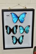 LEPIDOPTEROLOGY, a modern wall hanging display case containing four blue/black butterflies, all