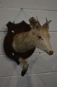A TAXIDERMY OF A DEER with leg and hoof attachment, on a shield plaque