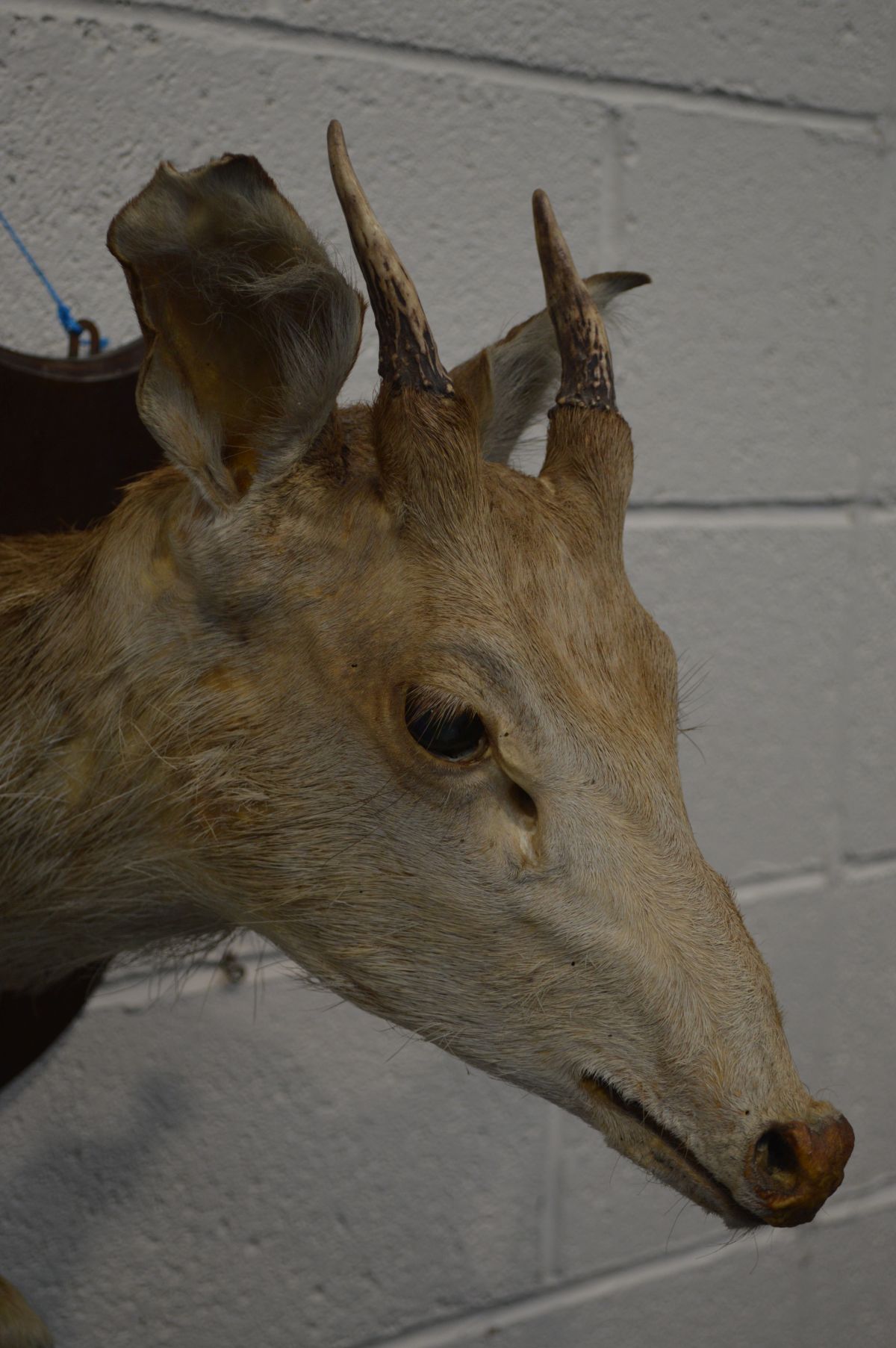 A TAXIDERMY OF A DEER with leg and hoof attachment, on a shield plaque - Image 2 of 3