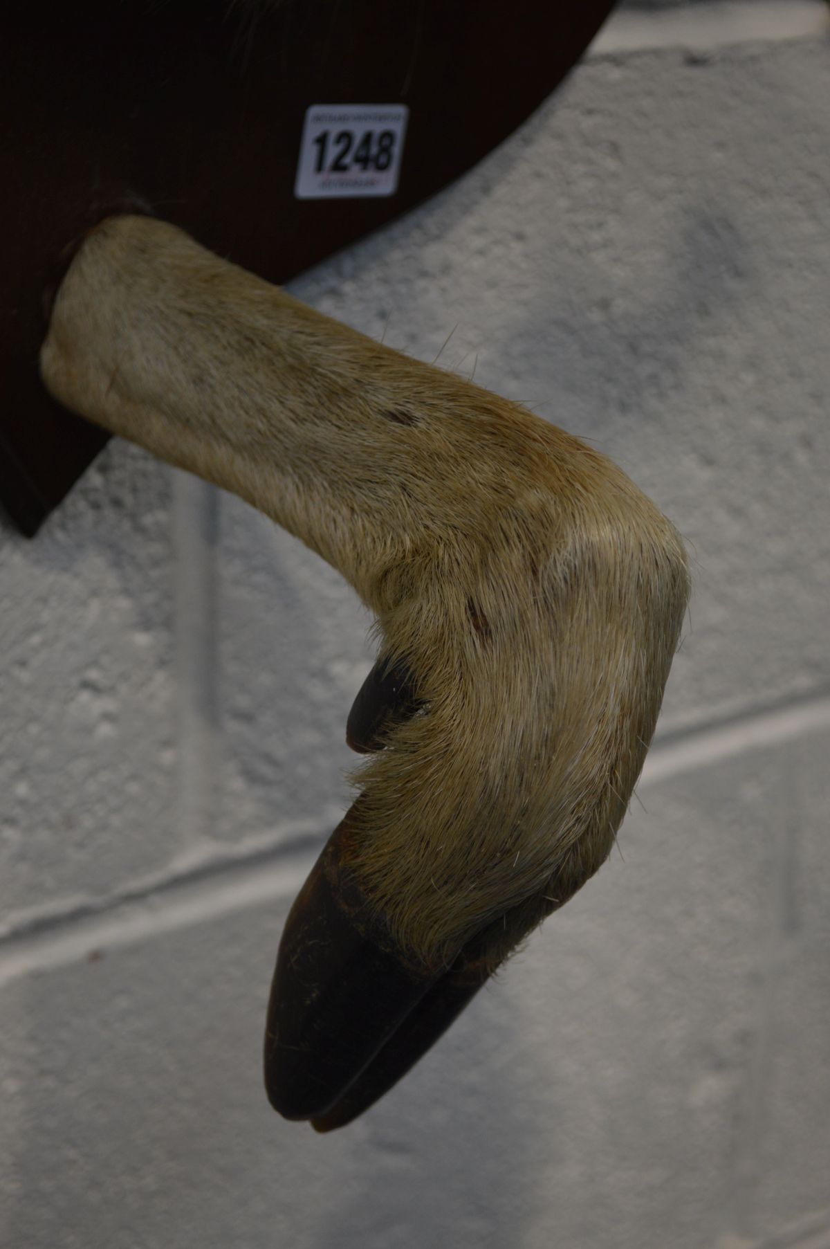 A TAXIDERMY OF A DEER with leg and hoof attachment, on a shield plaque - Image 3 of 3