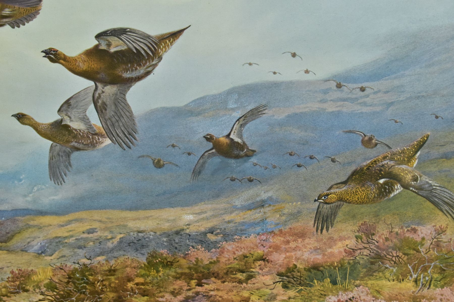 AFTER ARCHIBALD THORBURN (1860-1935) 'GROUSE TAKING FLIGHT', a print bearing a signature to lower - Image 4 of 4