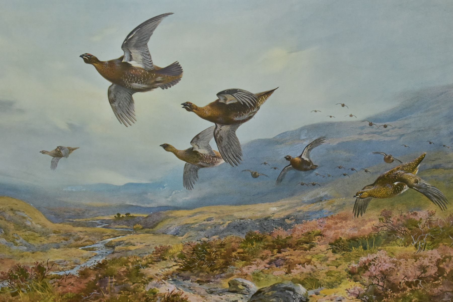 AFTER ARCHIBALD THORBURN (1860-1935) 'GROUSE TAKING FLIGHT', a print bearing a signature to lower - Image 2 of 4