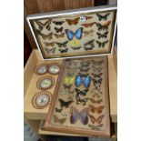 THREE DISPLAY CASES CONTAINING BUTTERFLIES AND MOTH SPECIMENS, together with four circular framed