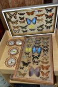 THREE DISPLAY CASES CONTAINING BUTTERFLIES AND MOTH SPECIMENS, together with four circular framed