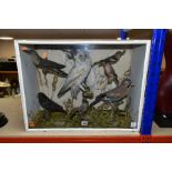 A LATE VICTORIAN/EDWARDIAN TAXIDERMY CASE OF BRITISH BIRDS, comprising a Cuckoo, Blackbird, Long