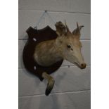 A TAXIDERMY OF A DEER with leg and hoof attachment, on a shield plaque