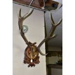 A SET OF FIVE AND SIX POINT ANTLERS MOUNTED ON A BLACK FOREST STYLE CARVED SHIELD, with oak leaf and