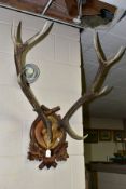A SET OF FIVE AND SIX POINT ANTLERS MOUNTED ON A BLACK FOREST STYLE CARVED SHIELD, with oak leaf and