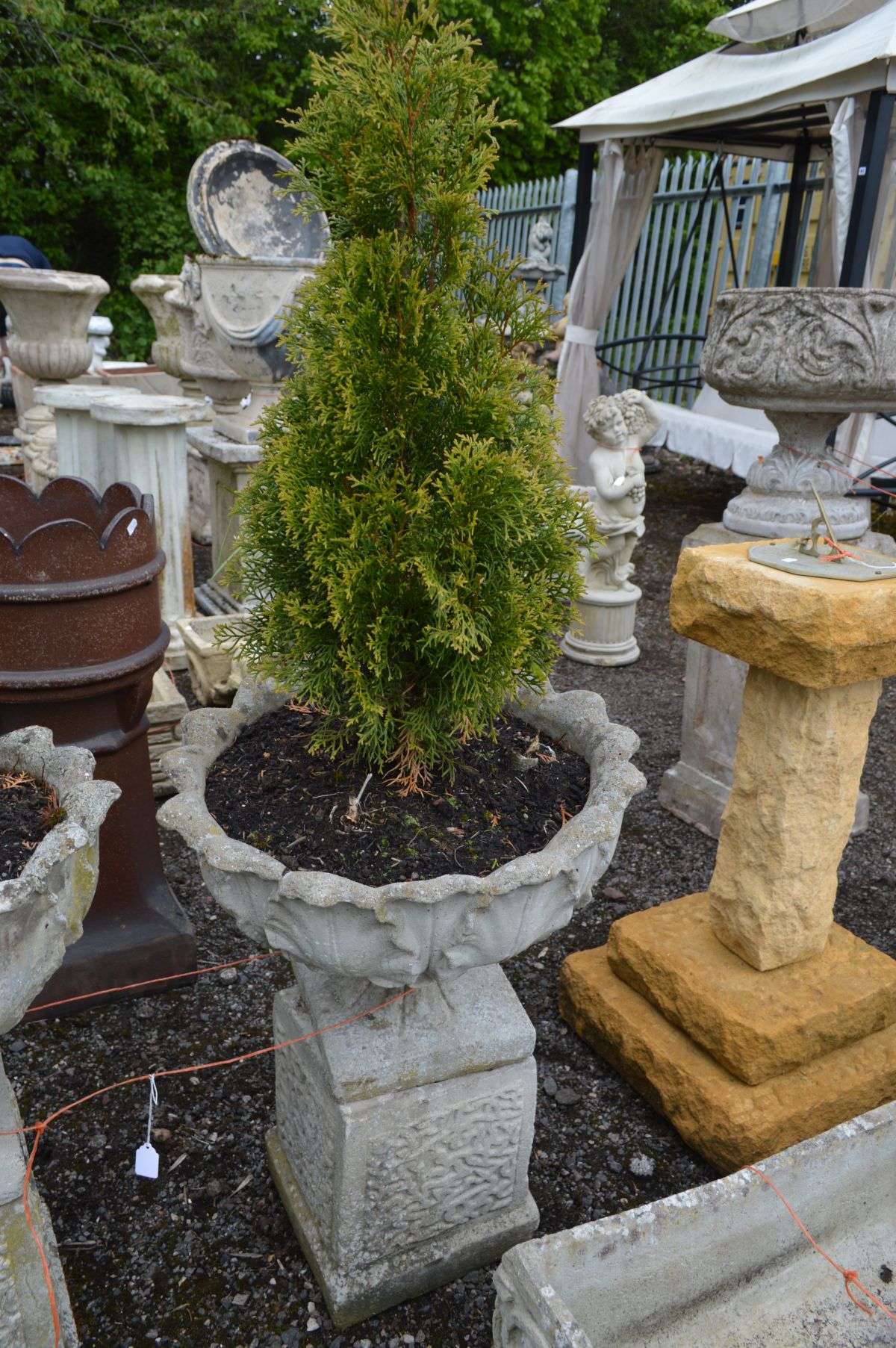 A PAIR OF COMPOSITE ACANTHUS LEAF GARDEN URNS, containing a arborvitae plant, on a separate square - Image 2 of 3