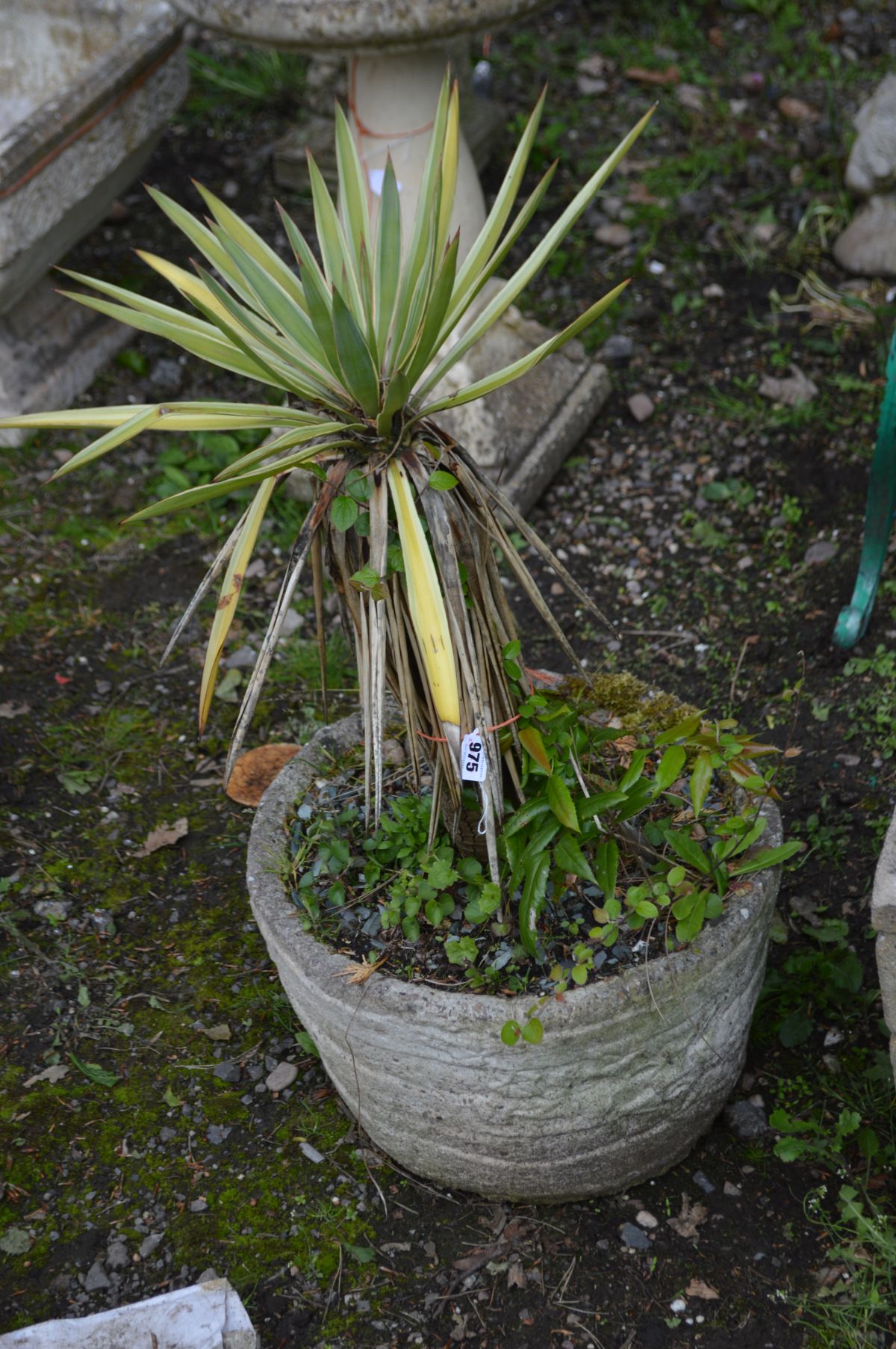 A COMPOSITE CIRCULAR BARREL EFFECT PLANTER containing an aloe yukker plant, and a square planter ( - Image 2 of 3