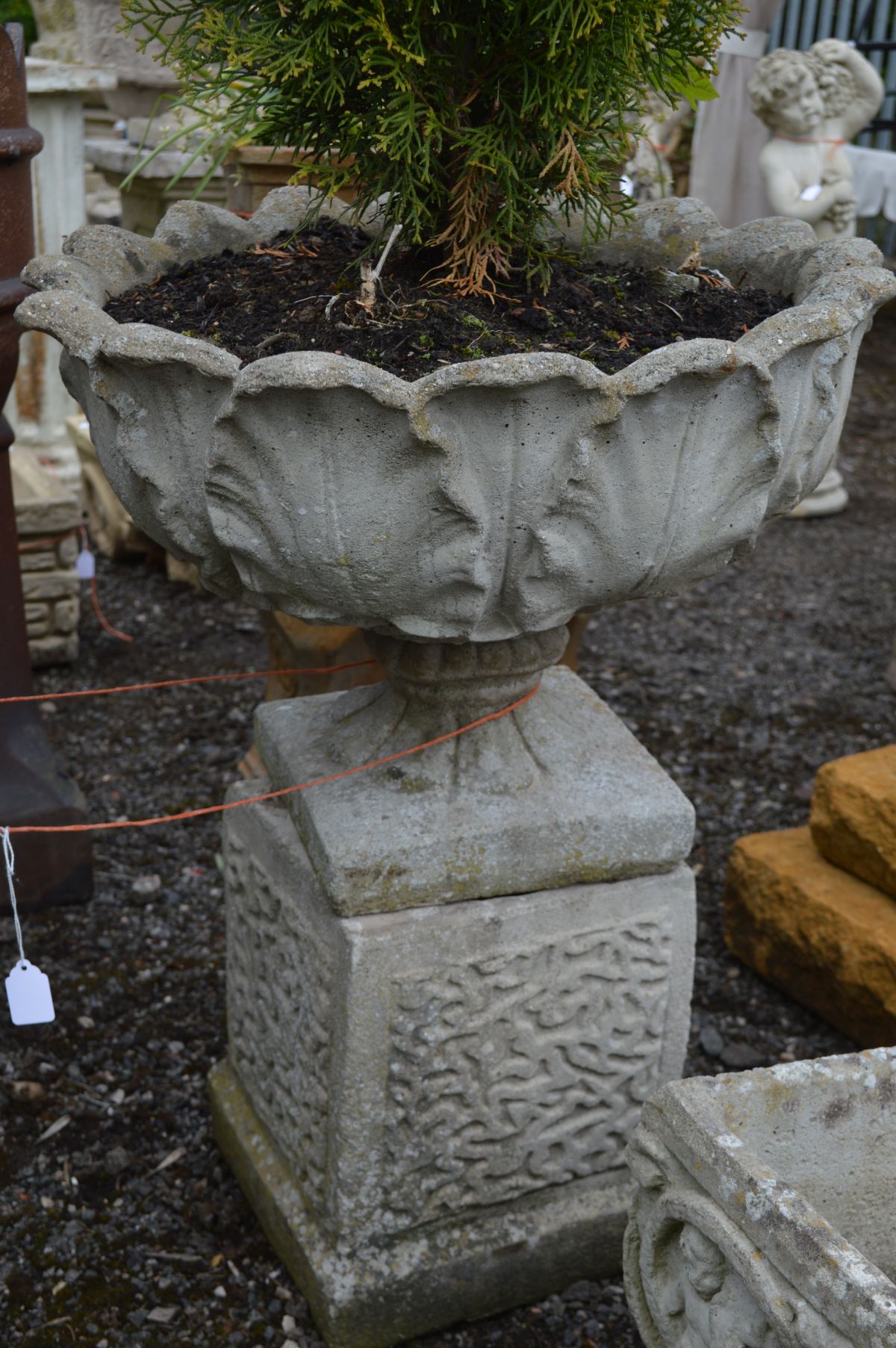 A PAIR OF COMPOSITE ACANTHUS LEAF GARDEN URNS, containing a arborvitae plant, on a separate square - Image 3 of 3