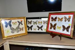 LEPIDOPTEROLOGY, three glazed display cases of butterflies, all with labels, sizes of frames 25.
