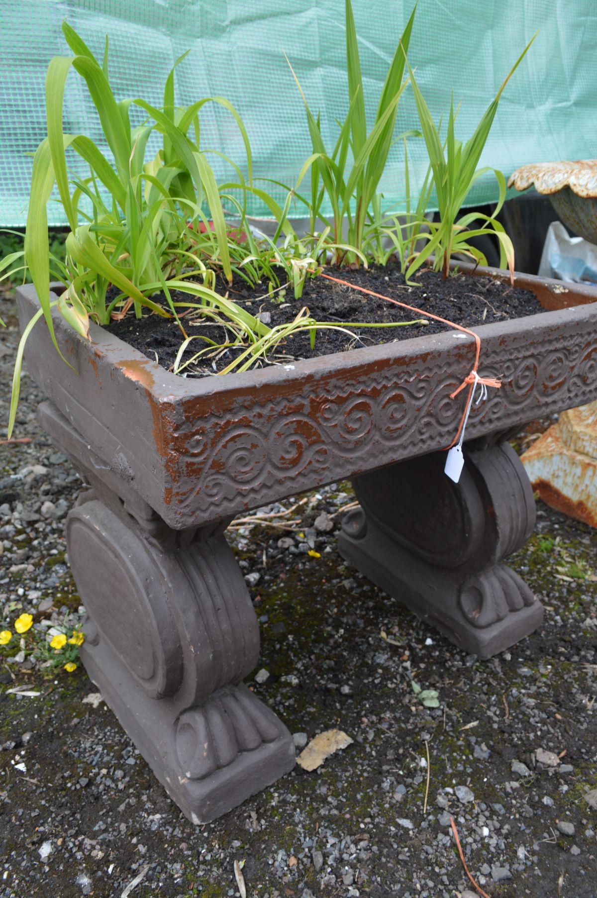 A GLAZED RECTANGULAR PLANTER on twin scrolled supports, later painted, width 62cm x depth 47cm x - Image 2 of 2