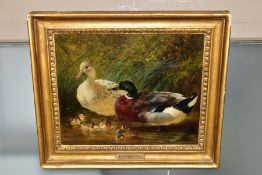 JOHN FREDERICK HERRING (SENIOR 1795 - 1865) DUCKS AND DUCKLINGS IN WATER, foliage behind, signed and