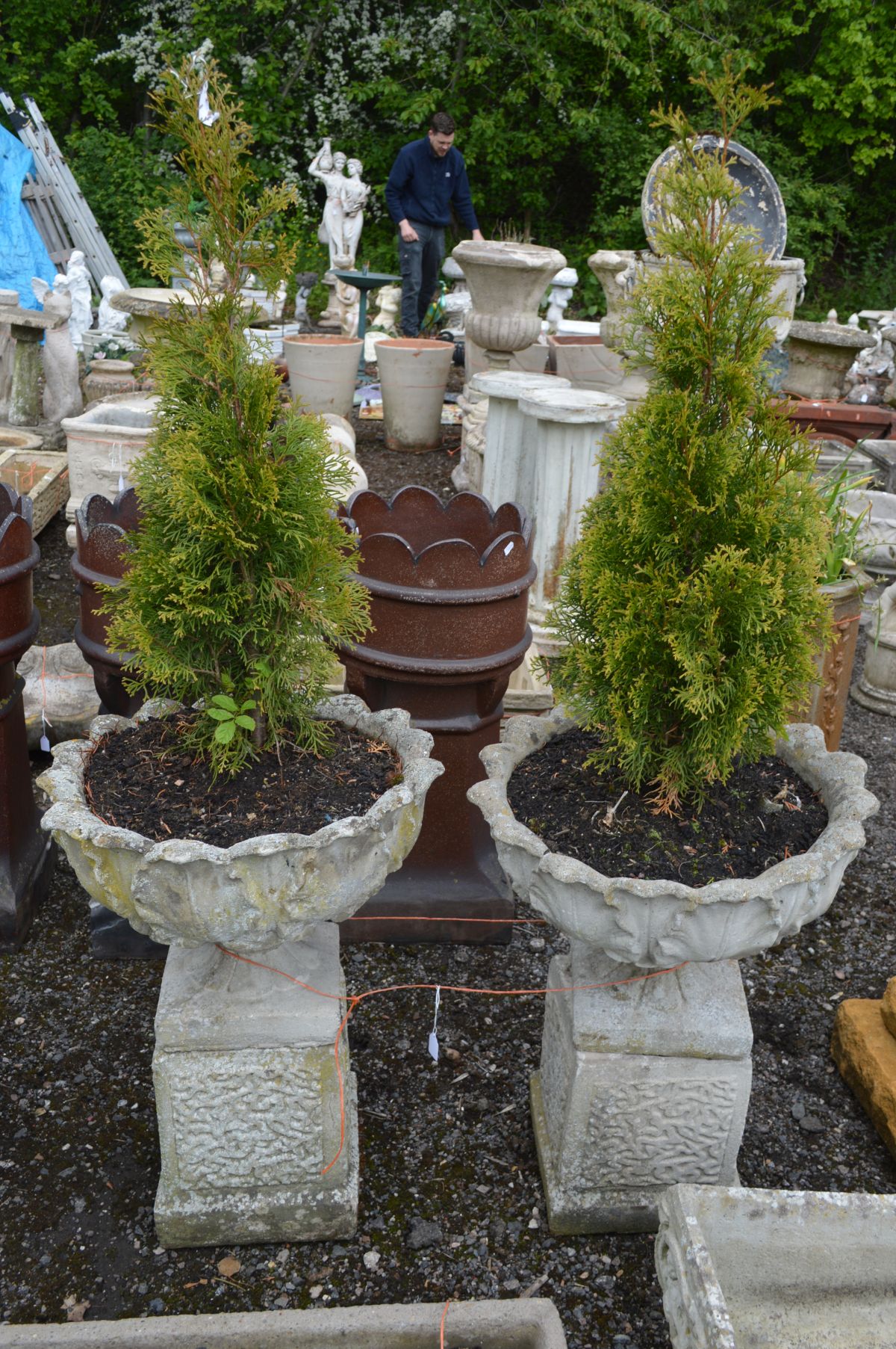 A PAIR OF COMPOSITE ACANTHUS LEAF GARDEN URNS, containing a arborvitae plant, on a separate square