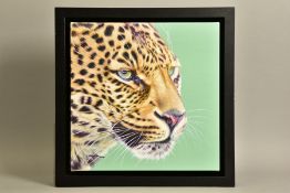 DARRYN EGGLETON (SOUTH AFRICA 1981) 'GAME FACE' a limited edition print of a Leopard 38/195,