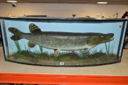 TAXIDERMY: a cased Northern Pike (Esox Lucius), in naturalistic setting, named E. Gerrard & Sons,