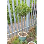 A GREEN GLAZED PLANT POT with a Bay tree planted, 38cm in diameter