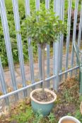 A GREEN GLAZED PLANT POT with a Bay tree planted, 38cm in diameter